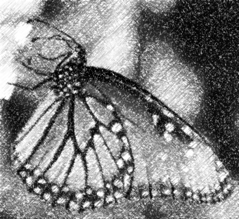 buterfly_photo_to_pencil_sketch