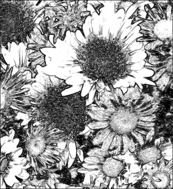 flowers_photo_to_pencil_drawing