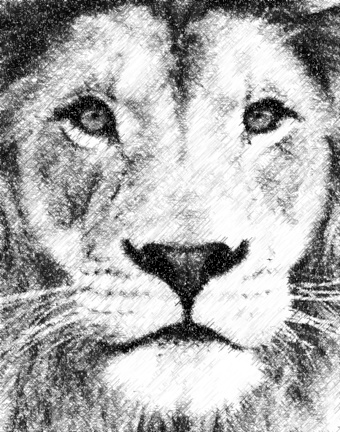 lion_photo_to_pencil_sketch