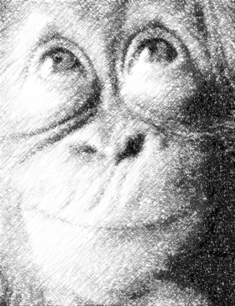 monkey_photo_to_pencil_sketch