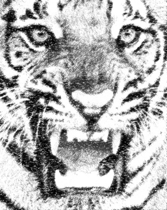 tiger_photo_to_pencil_sketch