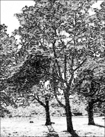 trees_photo_to_pencil_drawing