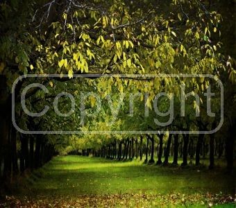 graphic watermark maker graphic watermark maker