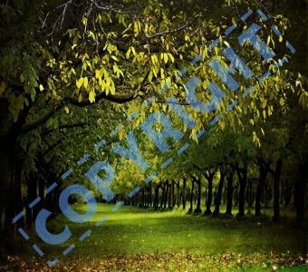 Online Text Digital Watermark