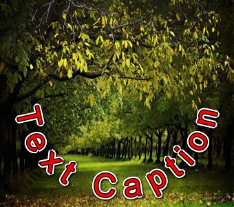 Text on Picture Generator Online