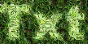 Procedural Grass 3 Text Effect