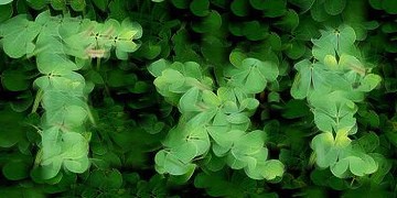 Procedural Leaf 2 Text Effect